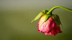 Je li biljka iznenada prestala rasti? Uzrok može biti u saksiji.