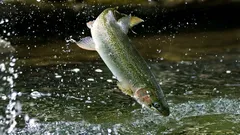 Pastrva – test čistoće rijeke i poštenja u kuhinji