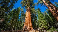 Postoji stablo koje je starije od Rimskog Carstva – i još uvijek raste.