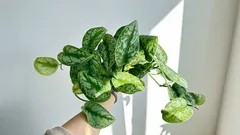 Scindapsus: gotovo neuništiva biljka koja raste čak i u sjeni