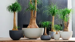 Nolina u domu: kako se brinuti o njoj da ne istrune i razvije snažno stablo