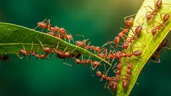 Kako se brzo riješiti mrava u stanu: 4 načina bez kemikalija