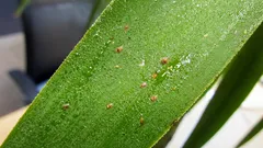 Štitaste uši na sobnim biljkama: kako ih prepoznati i riješiti se zaraze