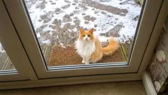 Zašto mačka bira vaš prag i kako reagirati da je ne ozlijedite?