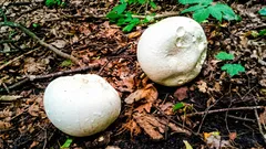 Puhari u Hrvatskoj: kako prepoznati jestivi puhar i izbjeći opasne zamjene