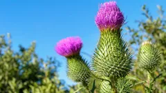 Čičak u vrtu: korov ili korist za oprašivače – kada ga ukloniti, a kada ostaviti