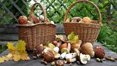 Zašto se isplati jesti gljive češće: 8 prednosti za vaše zdravlje i okusne pupoljke