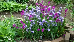 Babiana: egzotično cvijeće koje izgleda skupo i ne zahtijeva zahtjevnu njegu.