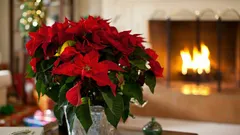 Kako njegovati božićnu zvijezdu nakon blagdana da preživi do iduće godine