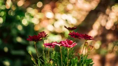 Siromašno, ali lijepo tlo: ideje i biljke za kamenjaru koja ne zahtijeva mnogo održavanja