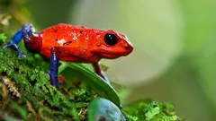 Lijepe poput duge, smrtonosne poput otrova: mali ubojice džungle