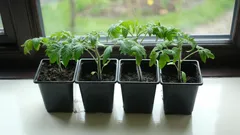 Zašto ne gnojiti odmah nakon klijanja: česta pogreška kod rajčica i paprika