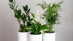 Lako održavanje sobnih biljaka za početnike: drakena, svekrvin jezik i ostali favoriti