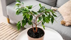 Opadanje lišća fikusa zimi: kako razlikovati normalno opadanje od problema