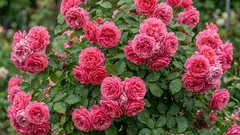 Mislite da su ruže zahtjevne? Ova njemačka ljepotica cvjeta čak i za početnike.