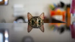 Mačka i njezina tiha strategija: što znači kada te stalno promatra