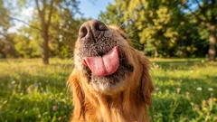 Zašto pas liže vaše lice i što vam zapravo govori