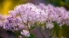 Što posijati u ožujku za presadnice: cvijeće koje će ranije procvjetati