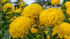 Krupnocvjetne biljke za hrvatske vrtove: 10 provjerenih vrsta i savjeti za njegu