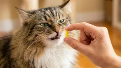 Kako dati tabletu mački bez stresa: 7 trikova koji stvarno rade