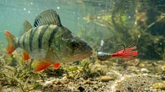 Zašto iskusni ribiči vežu crvenu nit na udicu: riječ je o lukavoj fizici