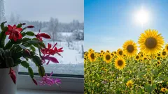 Fotoperiodizam jednostavno objašnjen: Kako biljke tumače svjetlo i neprekinutu noć