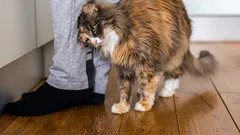 Zašto vas mačka „bocka” glavom — i što to zapravo znači