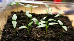 Što ne voli rasad paprike? Sedam pogrešaka pri sjetvi i uzgoju paprike koje mogu dovesti do smanjenja uroda