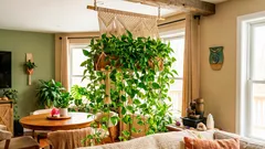 Biljka koja simbolizira obilje – potos i pravila za njegov smještaj