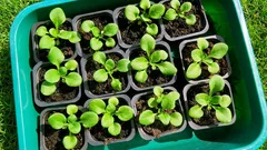 Kako uzgajati petunije iz sjemena bez pogrešaka: svjetlo, toplina i odgovarajuća vlažnost