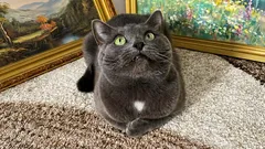 5 pravila kako bi mačka bila zadovoljna, čak i ako nikada ne izlazi vani