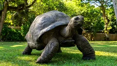 Kornjača starija od Napoleona: rekord potvrđen dokumentima