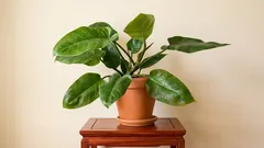 Philodendron u stanu: kako postaviti rasvjetu da brzo raste i ima velike listove