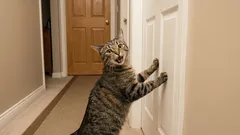 5 vrsta mačjih cviljenja: Što vam mačka govori?