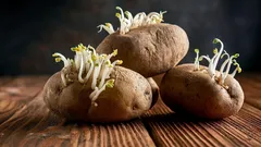 Ekstrakt krompirjevih poganjkov kot biostimulator za sadike: ali ta metoda deluje?