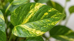 Kako pravilno zalijevati pothos i izbjeći žute listove