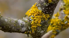 Lisnata bolest na voćkama nije bolest: što vam ona govori o vašem vrtu