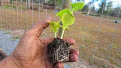 Zona korijena je ključna: što učiniti da sadnice bolje ukorijene nakon presađivanja