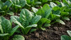 Špinat: koristi za srce, imunitet i kosti — iz znanstvene perspektive