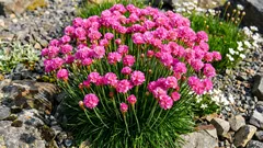 Biljka koja preživljava na vjetru i siromašnom tlu te cvjeta u "pom-pomima".