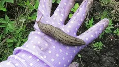 Zašto se puževi pojavljuju preko noći – i što možete učiniti po tom pitanju bez kemikalija