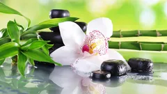 Orhideje u feng shuiju: značenje, boje i najbolje mjesto u domu